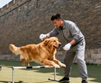 西安宠物训练机构