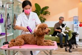 西安宠物美容店