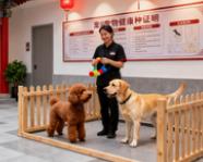 西安宠物配种店