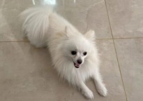 #寻宠启事#曲江涪陵公园白色博美母狗走失找回有重谢