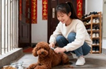 西安上门照料小型犬喂粮清洗狗碗遛狗毛发梳理