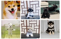 西安本地宠物幼犬出售一手现货 包健康包售后