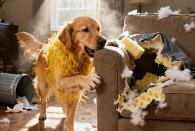 莲湖宠物行为引导 上门纠正乱尿/拆家等行为