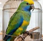 鄠邑上门文鸟辅食添加（熟蛋黄）栖木表面擦拭消毒