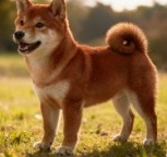 ​转让纯正赤柴可爱萌宠小柴犬聪明乖巧健康活泼