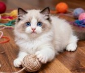 自家繁育布偶猫三个月大丽丽血统打完一针疫苗价格美丽