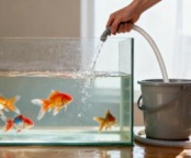 西安同城上门给鱼缸换水喂食清理缸内杂质服务