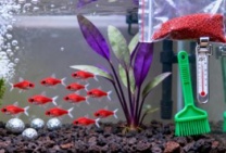 西安观赏鱼养护检测并更换水质清理过滤系统滤材