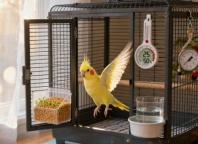 西安鹦鹉更换清洁饮水并清洗食具鸟笼清洁更换底砂