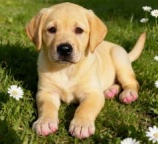 拉布拉多幼犬出售 温顺护主适合家养支持视频选狗 