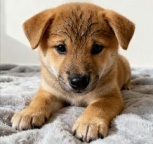 性价比超高柴犬幼犬 纯种无串包首次疫苗 + 驱虫价格透明