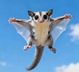 手养蜜袋鼯幼崽 滑翔超有趣亲人黏人送保温箱专用奶粉