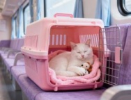 宠物猫也能坐高铁啦 山西首开高铁宠物托运服务